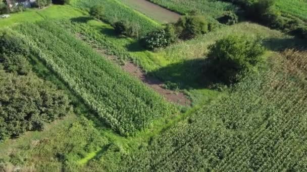 Vista Aérea Cornfield Campo Agrícola Vista Aérea Agricultura Biológica Sustentável — Vídeo de Stock