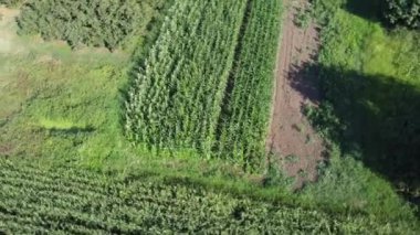Mısır tarlası hava görüntüsü. Tarımsal alan hava görüntüsü. Sürdürülebilir organik tarım. Yeşil mısır tarlası. Küresel gıda krizi konsepti.