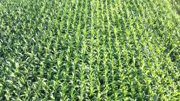 Cornfield Luftaufnahme Landwirtschaftliche Feldluftaufnahme Nachhaltiger Ökologischer Landbau Grünes Maisfeld Globales — Stockvideo