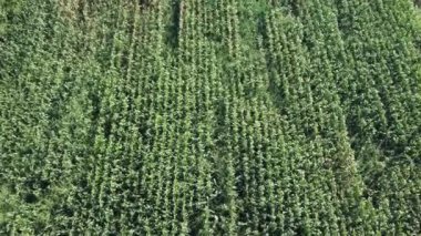 Mısır tarlası hava görüntüsü. Tarımsal alan hava görüntüsü. Sürdürülebilir organik tarım. Yeşil mısır tarlası. Küresel gıda krizi konsepti.