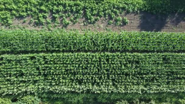康菲尔德航空视图 农业野外鸟瞰 可持续有机农业 绿色的玉米地全球粮食危机概念 — 图库视频影像