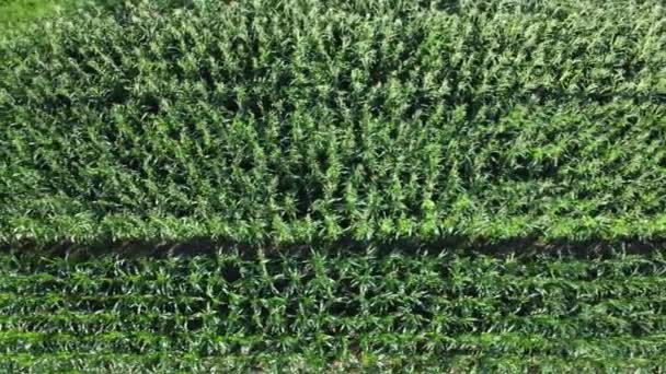 康菲尔德航空视图 农业野外鸟瞰 可持续有机农业 绿色的玉米地全球粮食危机概念 — 图库视频影像