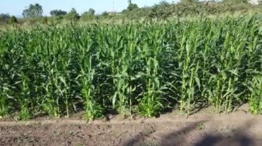 Mısır tarlası hava görüntüsü. Tarımsal alan hava görüntüsü. Sürdürülebilir organik tarım. Yeşil mısır tarlası. Küresel gıda krizi konsepti.