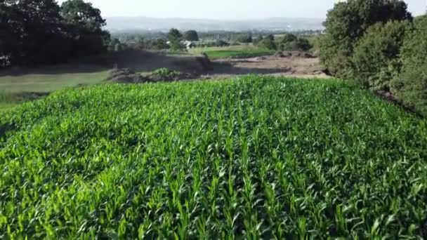 Maïsveld Vanuit Lucht Landbouwkundig Gezichtspunt Duurzame Biologische Landbouw Groene Maïsveld — Stockvideo