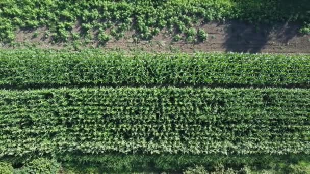 Cornfield Vue Aérienne Champ Agricole Vue Aérienne Agriculture Biologique Durable — Video