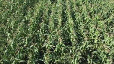 Mısır tarlası hava görüntüsü. Tarımsal alan hava görüntüsü. Sürdürülebilir organik tarım. Yeşil mısır tarlası. Küresel gıda krizi konsepti.