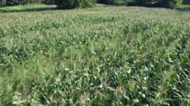 Mısır tarlası hava görüntüsü. Tarımsal alan hava görüntüsü. Sürdürülebilir organik tarım. Yeşil mısır tarlası. Küresel gıda krizi konsepti.