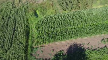 Mısır tarlası hava görüntüsü. Tarımsal alan hava görüntüsü. Sürdürülebilir organik tarım. Yeşil mısır tarlası. Küresel gıda krizi konsepti.