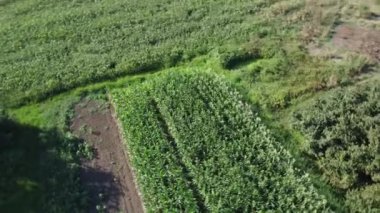 Mısır tarlası hava görüntüsü. Tarımsal alan hava görüntüsü. Sürdürülebilir organik tarım. Yeşil mısır tarlası. Küresel gıda krizi konsepti.