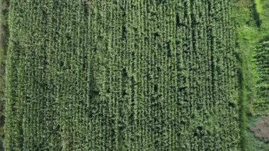 Mısır tarlası hava görüntüsü. Tarımsal alan hava görüntüsü. Sürdürülebilir organik tarım. Yeşil mısır tarlası. Küresel gıda krizi konsepti.