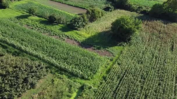 Utsikt Över Flygplanet Utsikt Över Jordbruksmarken Hållbart Ekologiskt Jordbruk Grönt — Stockvideo