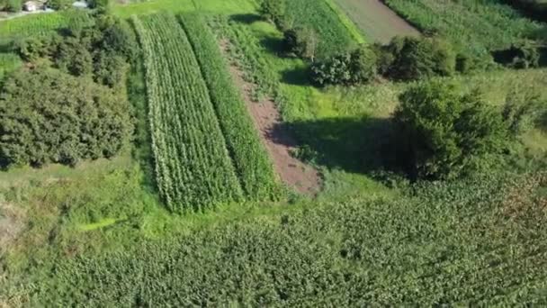 Kukoricaföldre Néző Mezőgazdasági Terület Légi Rálátás Fenntartható Biogazdaság Zöld Kukoricamező — Stock videók