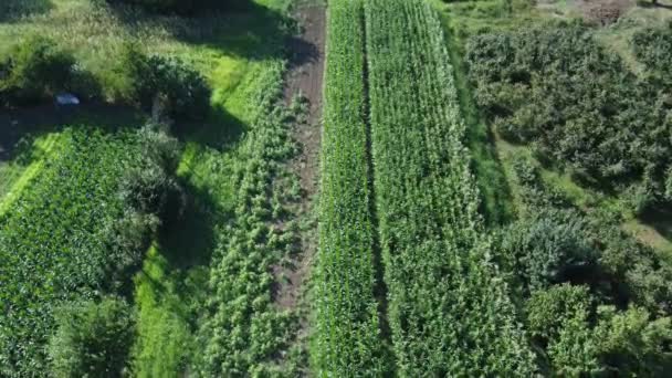 Letecký Pohled Cornfieldu Pohled Zemědělské Pole Udržitelné Ekologické Zemědělství Zelené — Stock video