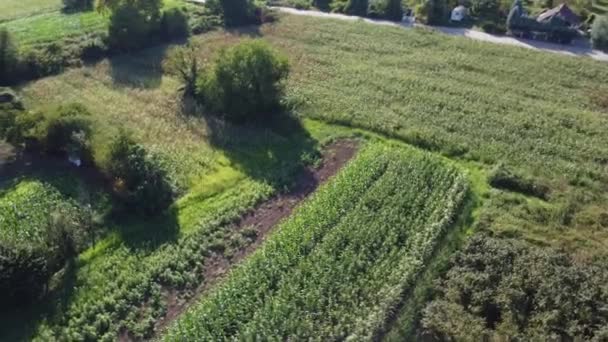 Cornfield Pandangan Udara Bidang Pertanian Pandangan Udara Pertanian Organik Berkelanjutan — Stok Video