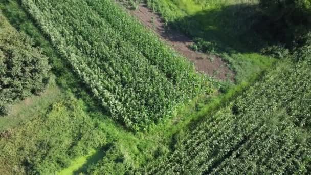Letecký Pohled Cornfieldu Pohled Zemědělské Pole Udržitelné Ekologické Zemědělství Zelené — Stock video