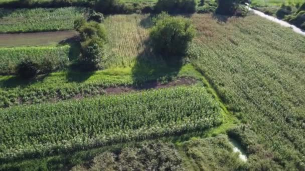 Vista Aérea Cornfield Campo Agrícola Vista Aérea Agricultura Biológica Sustentável — Vídeo de Stock