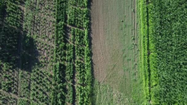 Mısır Tarlası Hava Görüntüsü Tarımsal Alan Hava Görüntüsü Sürdürülebilir Organik — Stok video