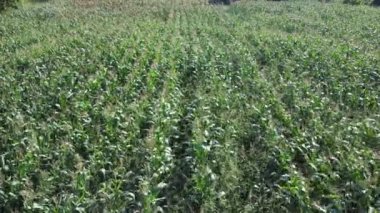 Mısır tarlası hava görüntüsü. Tarımsal alan hava görüntüsü. Sürdürülebilir organik tarım. Yeşil mısır tarlası. Küresel gıda krizi konsepti.