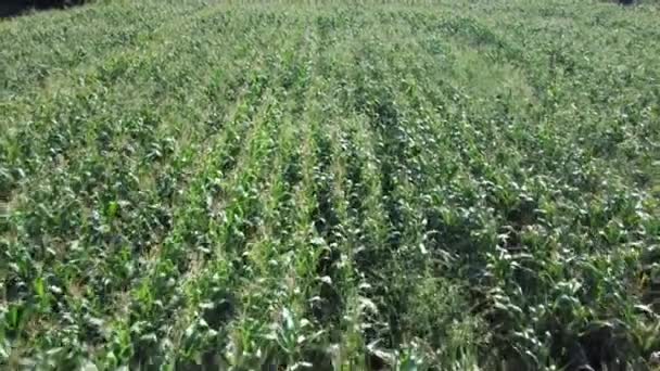 Kukoricaföldre Néző Mezőgazdasági Terület Légi Rálátás Fenntartható Biogazdaság Zöld Kukoricamező — Stock videók
