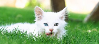 Türk Van Cat. Van Kedisi. Renkli gözlü sevimli beyaz kedi yavrusu. Seçici odaklanma dahil. Uluslararası Kedi Günü konsepti.