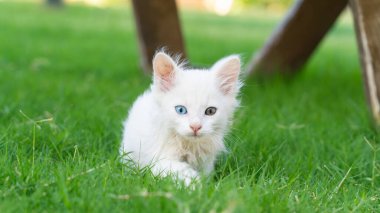 Türk Van Cat. Van Kedisi. Renkli gözlü sevimli beyaz kedi yavrusu. Seçici odaklanma dahil. Uluslararası Kedi Günü konsepti.