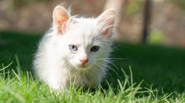 Türk Van Cat. Van Kedisi. Renkli gözlü sevimli beyaz kedi yavrusu. Seçici odaklanma dahil. Uluslararası Kedi Günü konsepti.