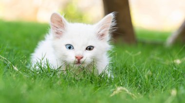 Türk Van Cat. Van Kedisi. Renkli gözlü sevimli beyaz kedi yavrusu. Seçici odaklanma dahil. Uluslararası Kedi Günü konsepti.
