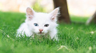 Türk Van Cat. Van Kedisi. Renkli gözlü sevimli beyaz kedi yavrusu. Seçici odaklanma dahil. Uluslararası Kedi Günü konsepti.