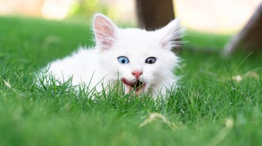 Türk Van Cat. Van Kedisi. Renkli gözlü sevimli beyaz kedi yavrusu. Seçici odaklanma dahil. Uluslararası Kedi Günü konsepti.