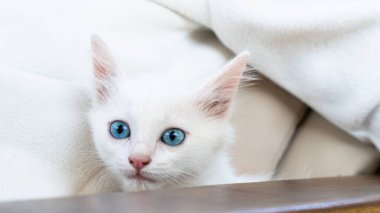 Türk Van Cat. Van Kedisi. Renkli gözlü sevimli beyaz kedi yavrusu. Seçici odaklanma dahil. Uluslararası Kedi Günü konsepti.