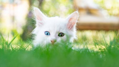 Türk Van Cat. Van Kedisi. Renkli gözlü sevimli beyaz kedi yavrusu. Seçici odaklanma dahil. Uluslararası Kedi Günü konsepti.