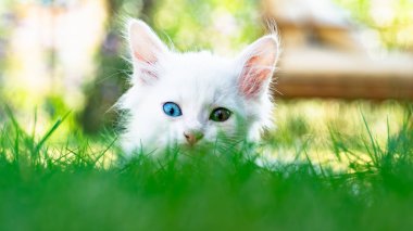 Türk Van Cat. Van Kedisi. Renkli gözlü sevimli beyaz kedi yavrusu. Seçici odaklanma dahil. Uluslararası Kedi Günü konsepti.