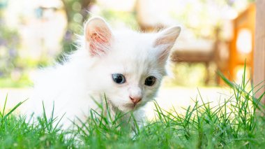 Türk Van Cat. Van Kedisi. Renkli gözlü sevimli beyaz kedi yavrusu. Seçici odaklanma dahil. Uluslararası Kedi Günü konsepti.