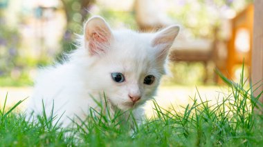 Türk Van Cat. Van Kedisi. Renkli gözlü sevimli beyaz kedi yavrusu. Seçici odaklanma dahil. Uluslararası Kedi Günü konsepti.