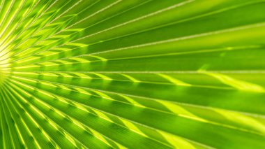 Palmiye yaprağını kapat. Yeşil palmiye yaprağı arkaplanı kapat.