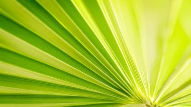 Palmiye yaprağını kapat. Yeşil palmiye yaprağı arkaplanı kapat.