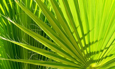 Palmiye yaprağını kapat. Yeşil palmiye yaprağı arkaplanı kapat.