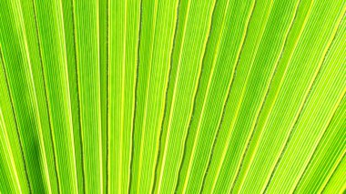 Palmiye yaprağını kapat. Yeşil palmiye yaprağı arkaplanı kapat.