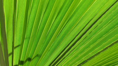 Palmiye yaprağını kapat. Yeşil palmiye yaprağı arkaplanı kapat.