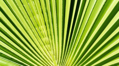 Palmiye yaprağını kapat. Yeşil palmiye yaprağı arkaplanı kapat.