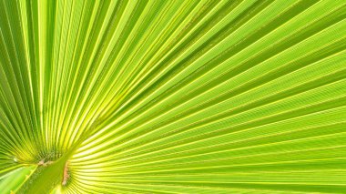 Palmiye yaprağını kapat. Yeşil palmiye yaprağı arkaplanı kapat.