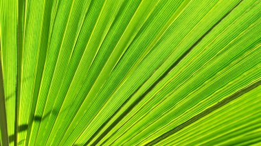 Palmiye yaprağını kapat. Yeşil palmiye yaprağı arkaplanı kapat.