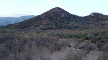 Akdeniz florası. Ege bölgesinde zeytin ağaçları ve badem ağaçları. Akdeniz bölgesindeki dağlarda Maquis.