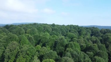 Orman havası manzarası. Ekoloji kavramı.