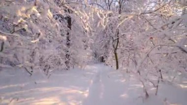 Ormandaki büyüleyici kış manzarası. Kış karlı topraklarda hareket eden çam ağaçlarının güzel mavi gölgeleri. Ormanda güneş. Gün batımı, ağaçların arasından parlayan güneş ışığı, orman manzarası. Kar Doğası