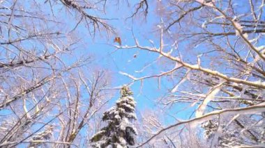 Başını mavi gökyüzüne kaldır ve ormandaki karla kaplı ağaçlardan yapılmış taçlara bak. Güneşli bir günde ormanda sağanak kar yağdıktan sonra dalları karla kaplı. Kamerayı daire içine al. Geniş açı.