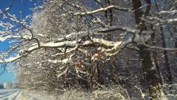 Γοητευτική Χειμωνιάτικη Σκηνή Όμορφη Μπλε Σκιές Από Πεύκα Κίνηση Χειμερινό — Αρχείο Βίντεο