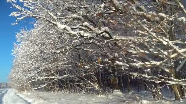 Чарівна Зимова Сцена Лісі Прекрасна Блакитна Тінь Від Соснових Дерев — стокове відео