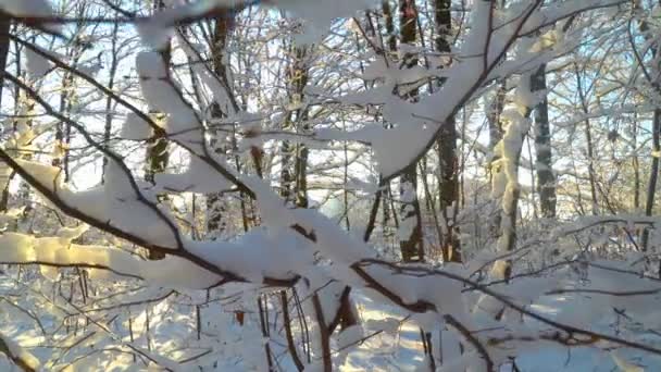 森の中の魅力的な冬のシーン 冬の雪上を動き回る松の木から美しい青の影 森の中の太陽 日没の日光の木 森林景観を通して輝く 雪の自然 — ストック動画