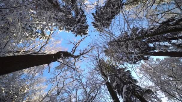 Поднимите Голову Голубому Небу Посмотрите Короны Деревьев Покрытом Снегом Лесу — стоковое видео